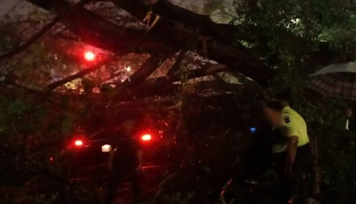 Pohon Tumbang di Kebon Sirih Akibat Hujan Deras dan Angin Kencang