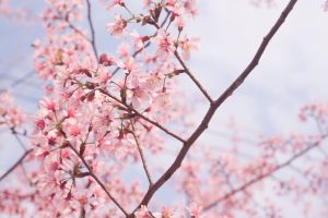 Bunga Sakura