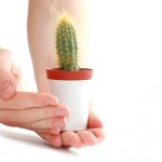 Rahasia Merawat Kaktus supaya Senantiasa Menawan serta Tahan Lama di Rumah