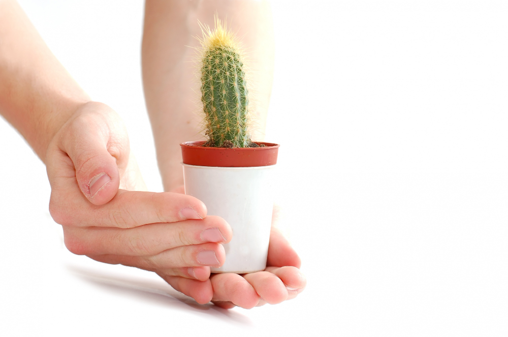 Merawat kaktus