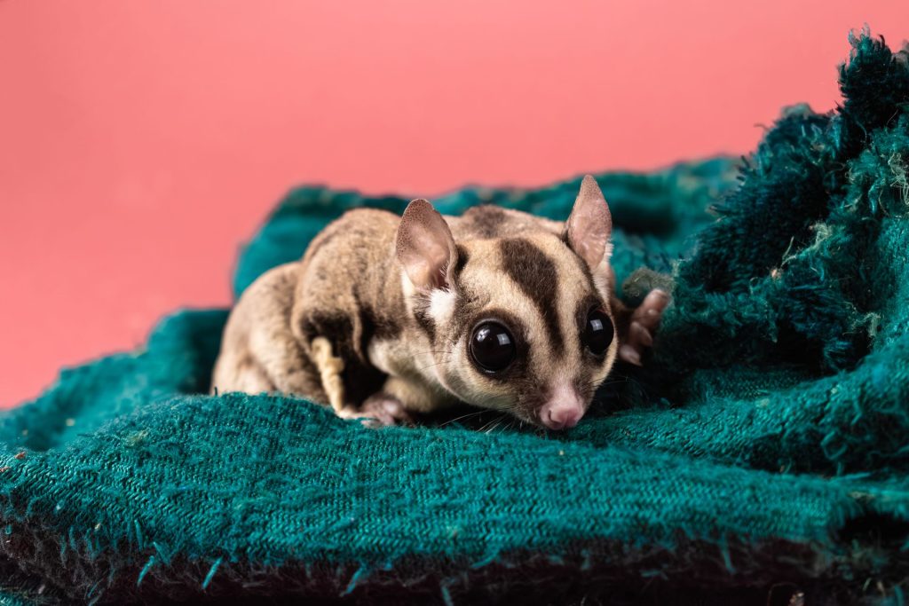 Merawat sugar glider