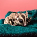 Panduan Merawat Sugar Glider supaya Senantiasa Sehat serta Aktif