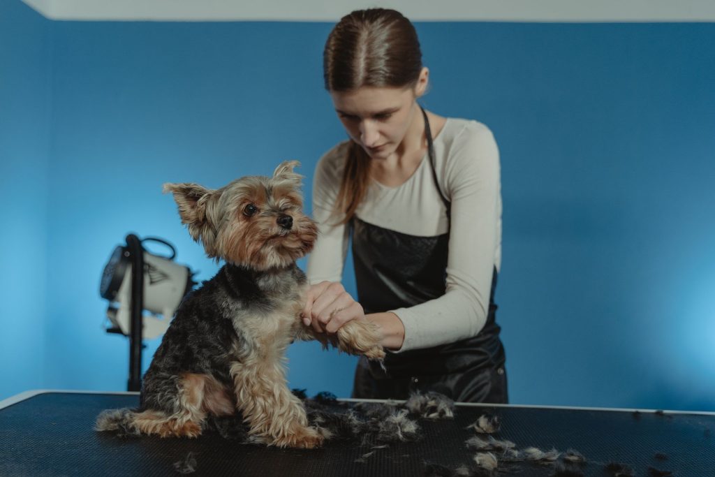 Grooming anjing