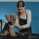 Grooming Anjing Rahasia Melindungi Hewan Peliharaan Senantiasa Sehat serta Menawan