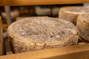 Casu marzu