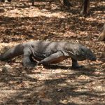 Komodo, Reptil Purba yang Menjadi Ikon Satwa Indonesia
