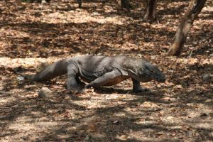 Kenali komodo